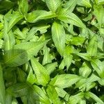 Persicaria hydropiper Blad