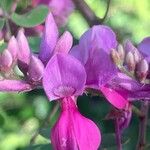 Indigofera heterantha Blüte