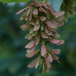 Acer pseudoplatanus Плід