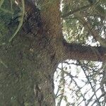 Abies cilicica പുറംതൊലി