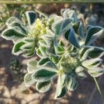 Medicago marina Leaf