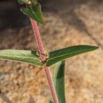 Lythrum salicaria Hoja