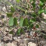 Vitis rupestris Leaf