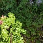 Scrophularia lucida Leaf