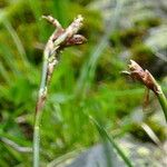 Carex ornithopoda Blomst