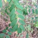 Amorpha fruticosa Folha