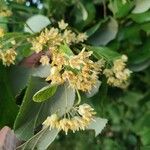 Tilia tomentosa 花