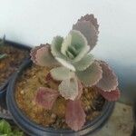 Kalanchoe pumila Hoja