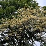 Crateva religiosa 整株植物