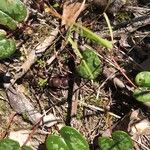 Cyclamen balearicum Leaf