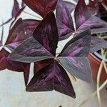 Oxalis triangularis Folla