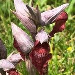Serapias lingua फूल