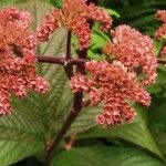 Rodgersia aesculifolia Flor