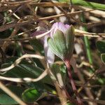 Corydalis pumila Flower