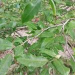 Camellia sinensis পাতা