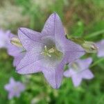 Campanula lyrata Flower