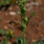 Calepina irregularis Meyve