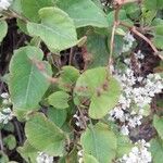 Fallopia baldschuanica Leaf