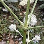 Eryngium yuccifolium Rinde