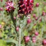 Platycapnos spicata 花
