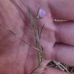 Lathyrus angulatus Fleur