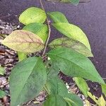 Ligustrum ovalifolium Blatt