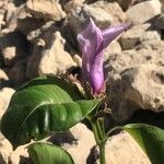 Cryptostegia grandiflora Flower