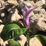 Cryptostegia grandiflora Floro