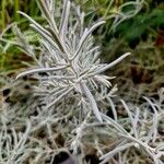 Eremophila nivea Hostoa