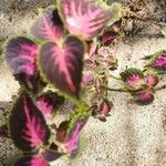 Plectranthus scutellarioides Květ