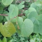 Cercis griffithii Leaf