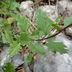 Teucrium lucidum Frunză