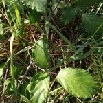 Rubus adscitus Blad