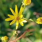 Jacobaea erratica Blüte