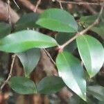 Plinia cauliflora 葉
