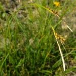 Carex austroalpina Other