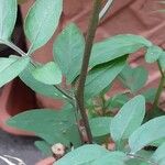 Solanum seaforthianum ᱪᱷᱟᱹᱞᱤ