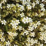 Saxifraga hypnoides Likasa