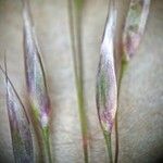 Deschampsia flexuosa Blüte