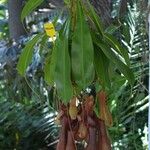 Nepenthes spp. फूल