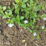 Lindernia dubia 葉