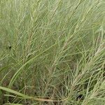 Artemisia filifolia Liść