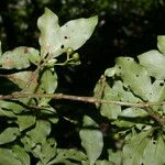 Psychotria biaristata Fruto