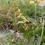 Botrychium lunaria Costuma