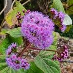 Bartlettina sordida Flower