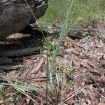 Setaria gausa Habit