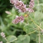 Mentha longifoliaFlower