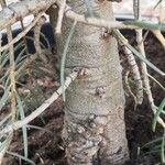 Abies concolor Bark