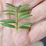 Podocarpus totara Φύλλο