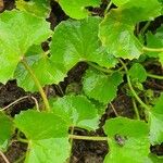 Centella asiaticaFulla